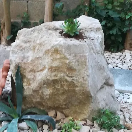 마슬리나 * 자다르