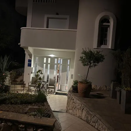 Maslina * Zadar